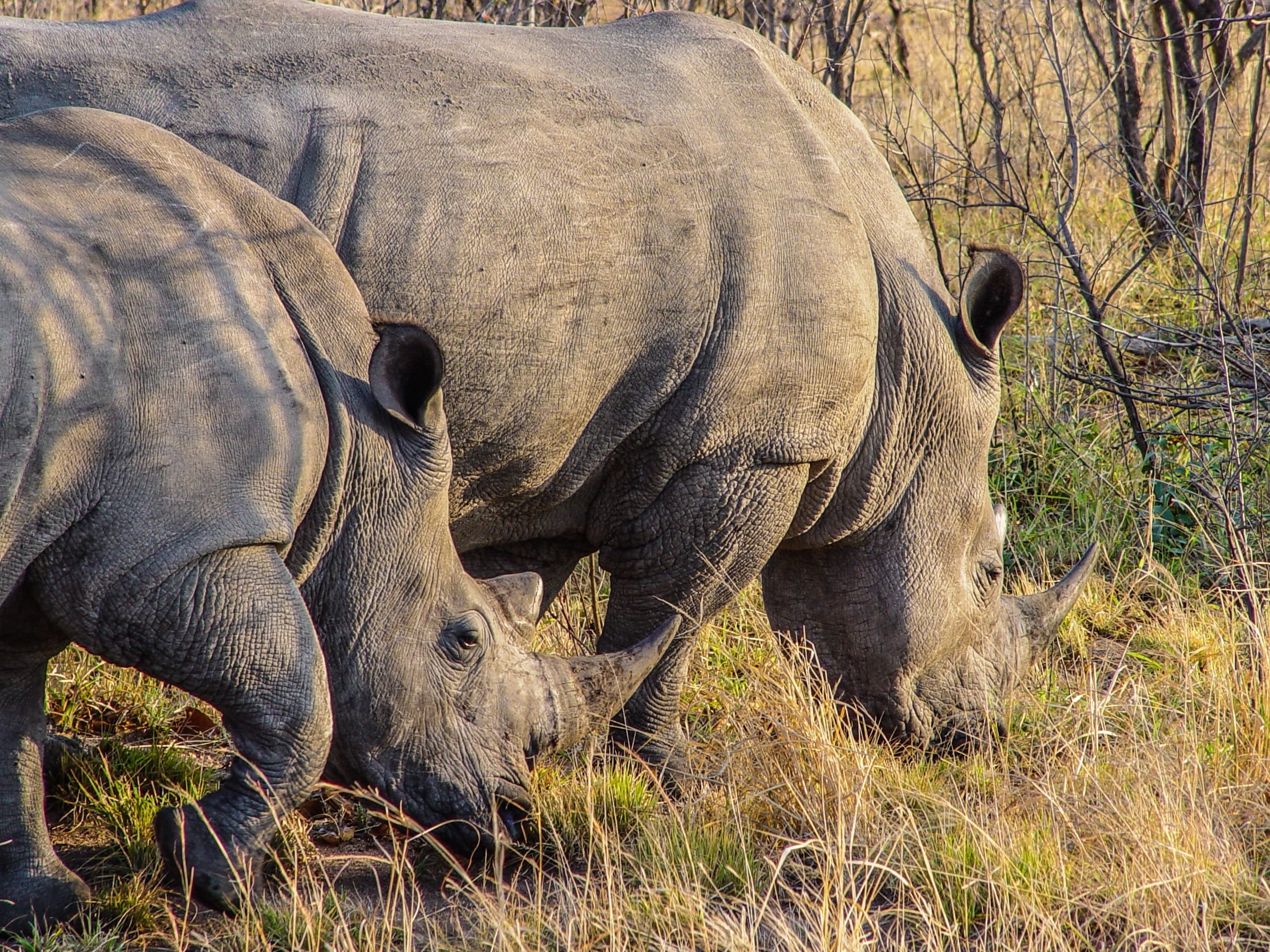 Rinoceros - South Africa