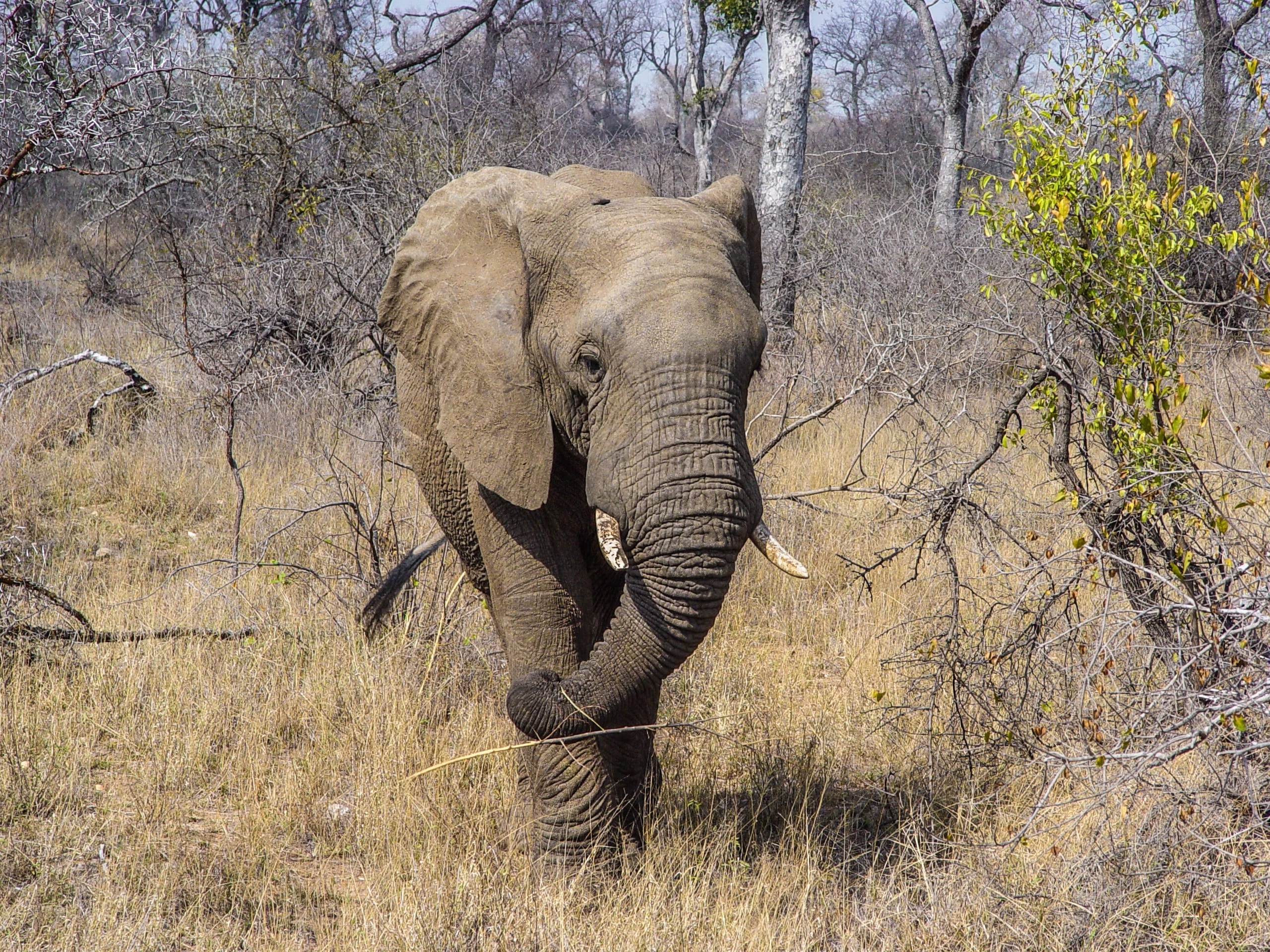 Elephant- South Africa