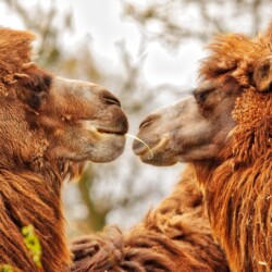 Camels - Blijdorp Zoo Rotterdam Camels - Blijdorp Zoo Rotterdam