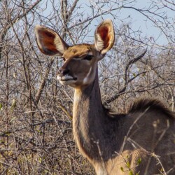 Kudu - Krugerpark South Africa Kudu - Krugerpark South Africa