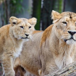 Blijdorp Zoo - Rotterdam Blijdorp Zoo - Rotterdam