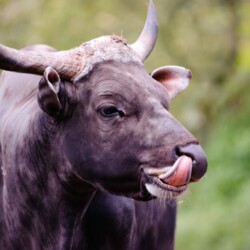 Blijdorp Zoo - Rotterdam Blijdorp Zoo - Rotterdam