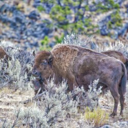 Bisons - Yellowstone National Park Bisons - Yellowstone National Park