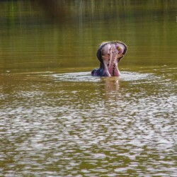 Hippopotamus - Swaziland Hippopotamus - Swaziland