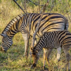 Zebra’s - Krugerpark South Africa Zebra’s - Krugerpark South Africa
