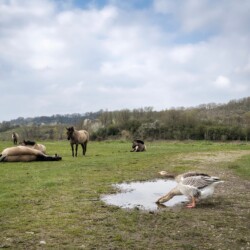 Wild horses and geese Wild horses and geese
